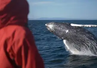 Whale Watching: Elding's Wildlife Exhibition Entry + Tour from Reykjavik, Reykjavík, Iceland, Reykjavik Tickets.