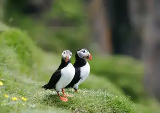 IJsland: Premium papegaaiduiker tour vanuit Reykjavik, Reykjavik, IJsland, Reykjavik Tickets. IJsland: Premium papegaaiduiker tour vanuit Reykjavik, Reykjavik, IJsland, Reykjavik Tickets.