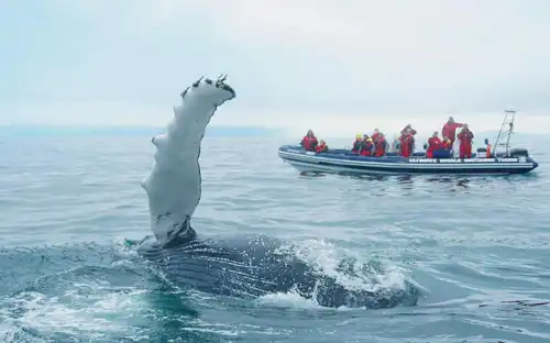 Whale Watching: Tour with Puffins Watching from Reykjavik, Reykjavík, Iceland, Reykjavik Tickets.