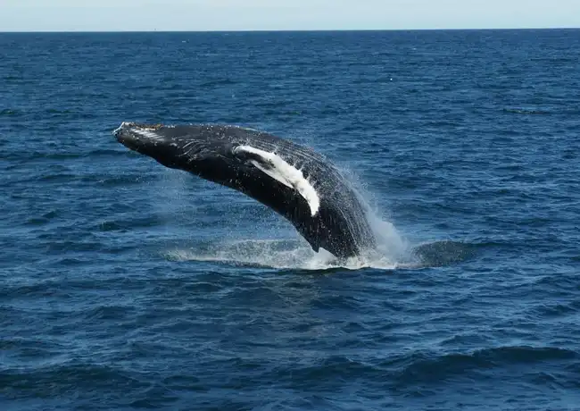 Reykjavik: Guided Whale Watching Tour, Reykjavík, Iceland, Reykjavik Tickets.