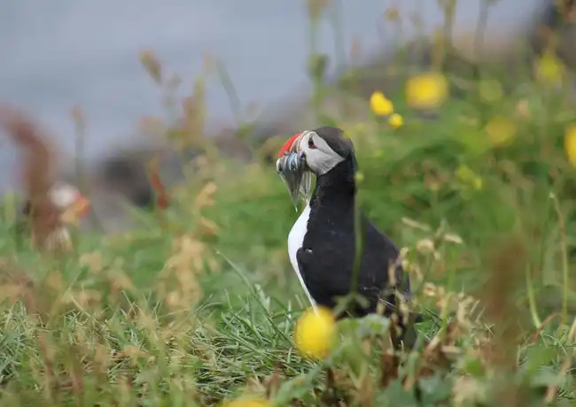 Iceland: Puffin Watching Tour from Reykjavik, Reykjavík, Iceland, Reykjavik Tickets.