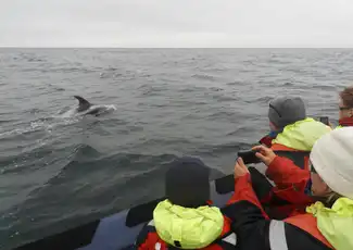 Whale Watching: Tour with Puffins Watching from Reykjavik, Reykjavík, Iceland, Reykjavik Tickets.