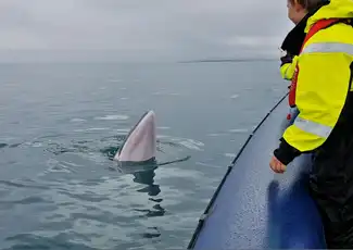 Whale Watching: Whales of Iceland Entry + RIB Boat Tour from Reykjavik, Reykjavík, Iceland, Reykjavik Tickets.