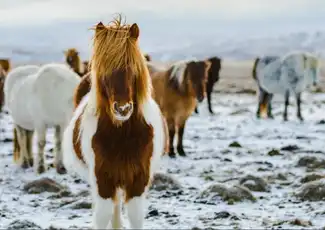 Iceland: Horseback Riding - Heritage Tour, Reykjavík, Iceland, Reykjavik Tickets.