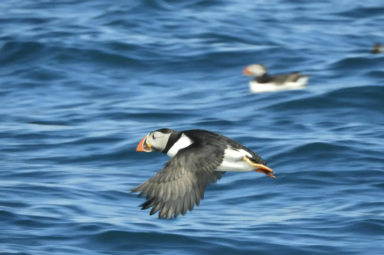 Whale Watching: Tour with Puffins Watching from Reykjavik, Reykjavík, Iceland, Reykjavik Tickets.