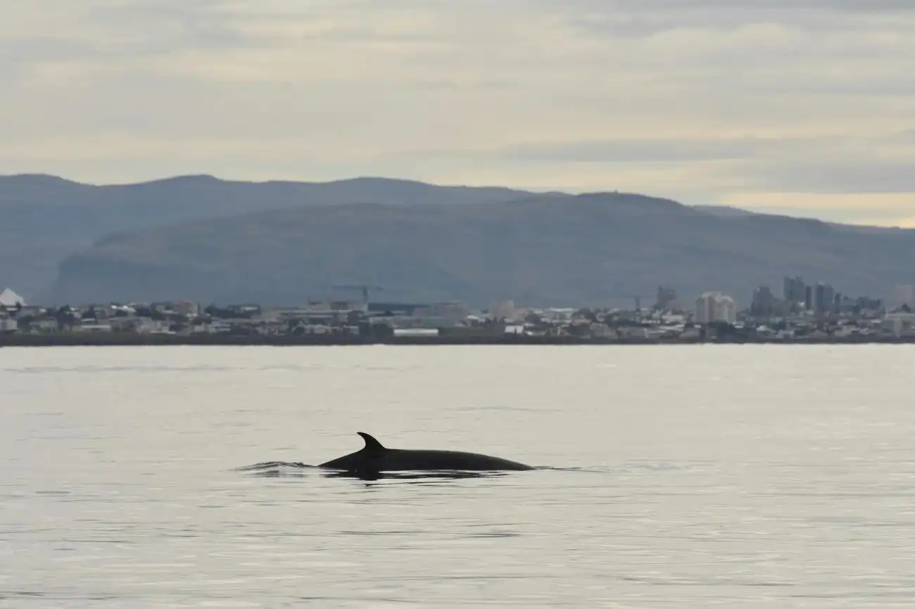 Whale Watching: Elding's Wildlife Exhibition Entry + Tour from Reykjavik, Reykjavík, Iceland, Reykjavik Tickets.