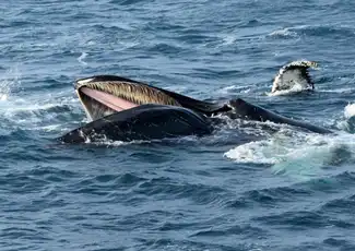 Whale Watching: Tour from Reykjavik, Reykjavík, Iceland, Reykjavik Tickets.