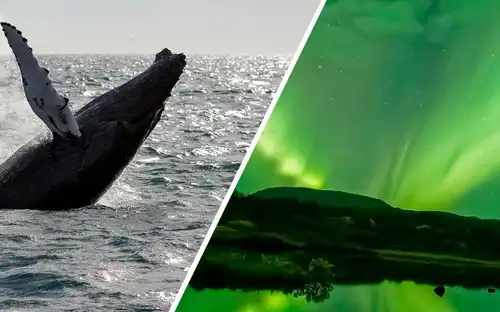Reykjavik: Whale Watching & Northern Lights Combo Cruise, Reykjavík, Iceland, Reykjavik Tickets.