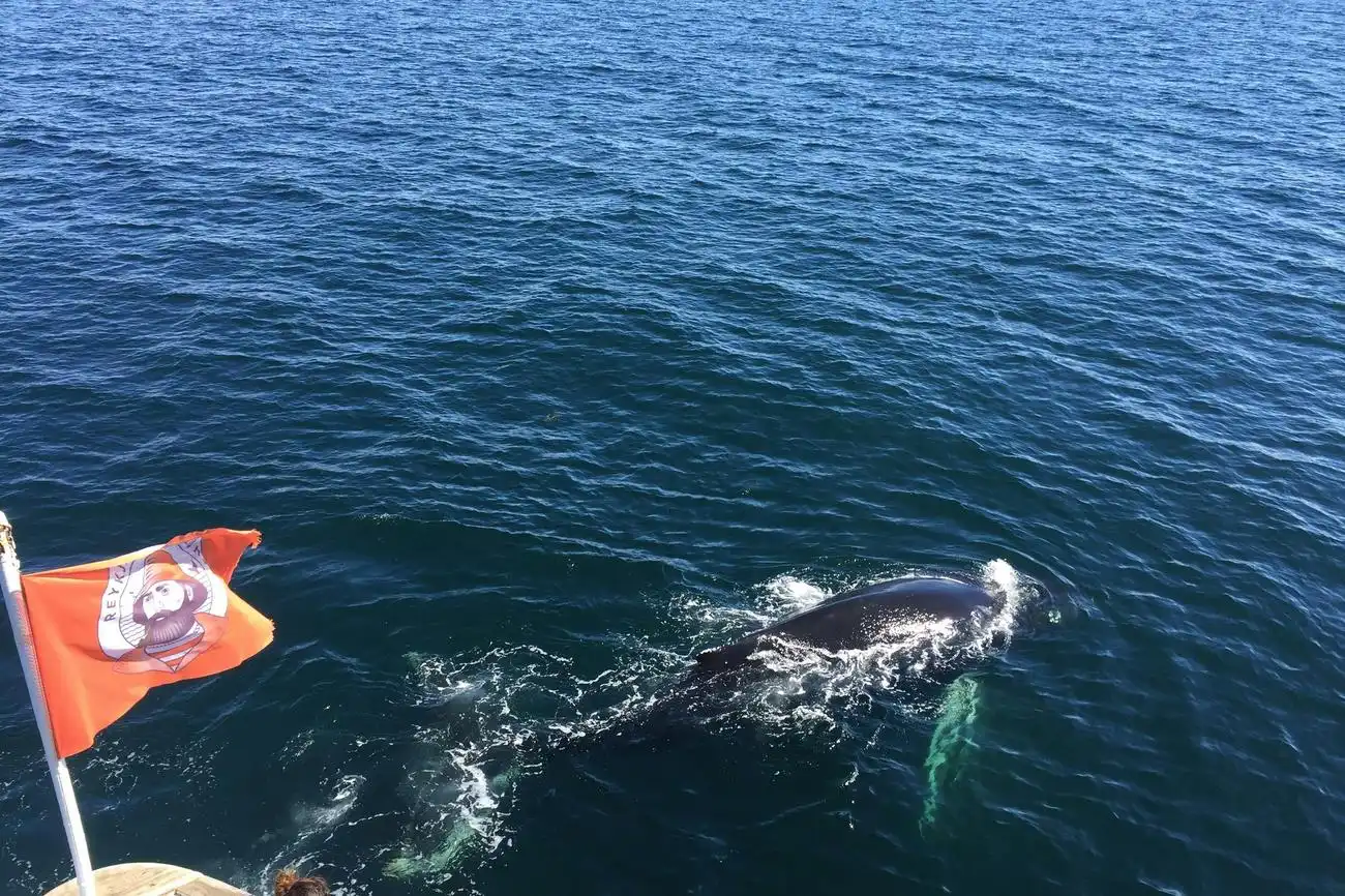 Reykjavik: Guided Whale Watching Tour, Reykjavík, Iceland, Reykjavik Tickets.