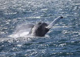 Reykjavik: Whale Watching & Puffin Tour, Reykjavík, Iceland, Reykjavik Tickets.
