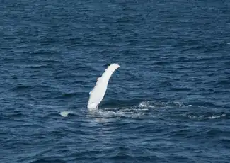 Reykjavik: Whale Watching & Northern Lights Combo Cruise, Reykjavík, Iceland, Reykjavik Tickets.
