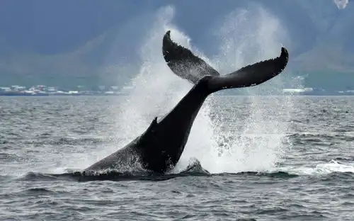 Whale Watching: Tour from Reykjavik, Reykjavík, Iceland, Reykjavik Tickets.