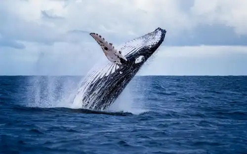 Akureyri: Whale Watching Cruise with Heated Indoor Seating, Akureyri, Iceland, Reykjavik Tickets.