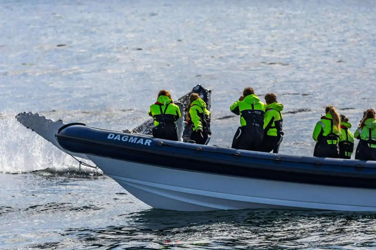 Whale Watching: Whales of Iceland Entry + RIB Boat Tour from Reykjavik, Reykjavík, Iceland, Reykjavik Tickets.
