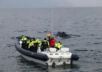 Whale Watching: Whales of Iceland Entry + RIB Boat Tour from Reykjavik, Reykjavík, Iceland, Reykjavik Tickets.