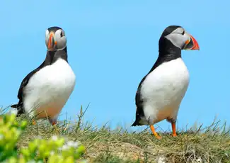 Reykjavik: Whale Watching & Puffin Tour, Reykjavík, Iceland, Reykjavik Tickets.