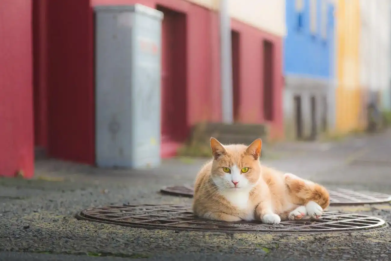 Reykjavik: Catwalk Tour, Reykjavík, Iceland, Reykjavik Tickets.