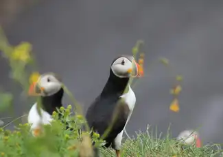 Iceland: Puffin Watching Tour from Reykjavik, Reykjavík, Iceland, Reykjavik Tickets.