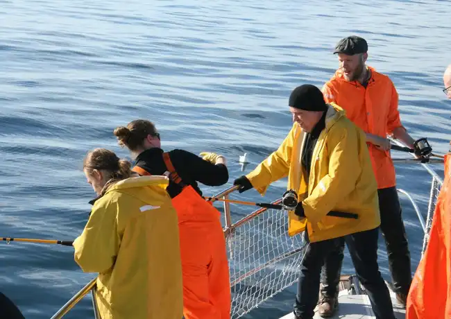 Mar de Reikiavik: Pesca con caña + Barbacoa, Reikiavik, Islandia, Reykjavik Tickets.