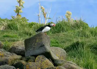 Reykjavik: Puffin Watching Express, Reykjavík, Iceland, Reykjavik Tickets.