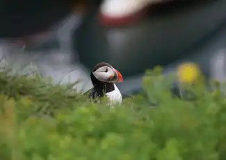 Iceland: Puffin Watching Tour from Reykjavik, Reykjavík, Iceland, Reykjavik Tickets.