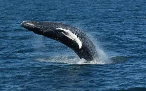 Reykjavik: Guided Whale Watching Tour, Reykjavík, Iceland, Reykjavik Tickets.