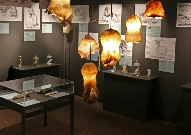 Phallological Museum: Entry Ticket, Reykjavík, Iceland, Reykjavik Tickets.