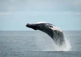 Whale Watching: Tour from Reykjavik, Reykjavík, Iceland, Reykjavik Tickets.