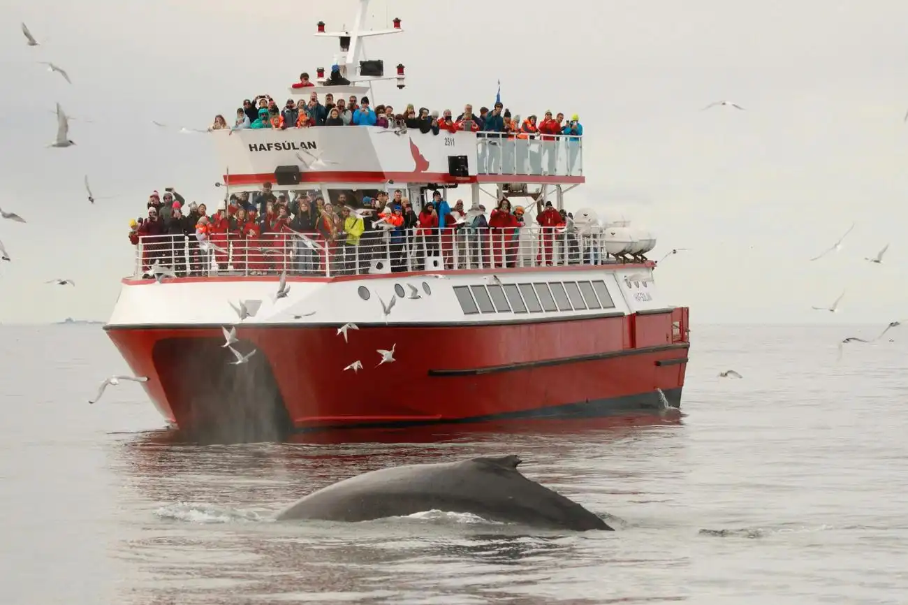 Whale Watching: Elding's Wildlife Exhibition Entry + Tour from Reykjavik, Reykjavík, Iceland, Reykjavik Tickets.
