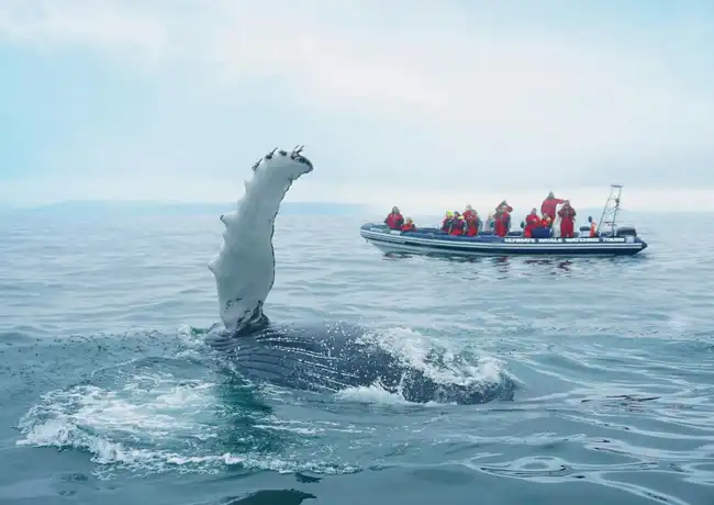 Whale Watching: Tour with Puffins Watching from Reykjavik, Reykjavík, Iceland, Reykjavik Tickets.