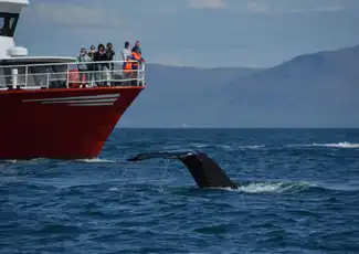 Whale Watching: Elding's Wildlife Exhibition Entry + Tour from Reykjavik, Reykjavík, Iceland, Reykjavik Tickets.