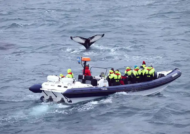 Whale Watching: Whales of Iceland Entry + RIB Boat Tour from Reykjavik, Reykjavík, Iceland, Reykjavik Tickets.