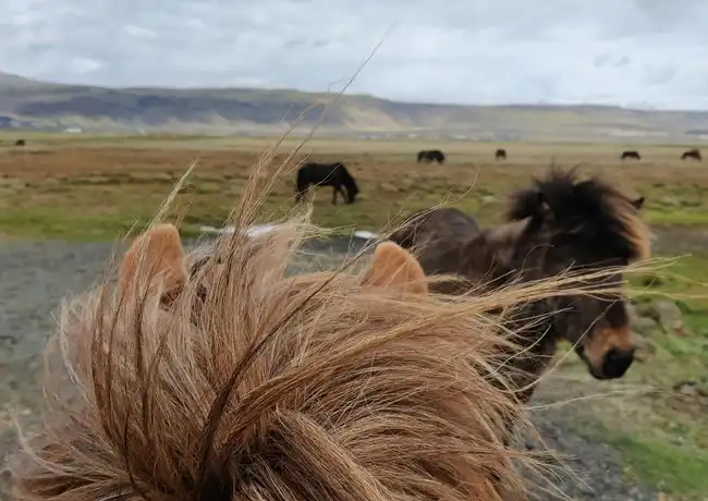 Iceland: Horseback Riding - Heritage Tour, Reykjavík, Iceland, Reykjavik Tickets.
