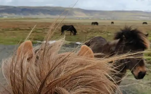 Iceland: Horseback Riding - Heritage Tour, Reykjavík, Iceland, Reykjavik Tickets.