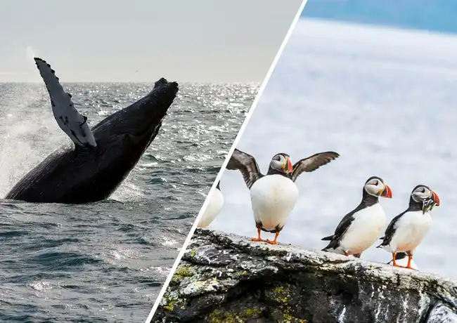 Reykjavik: Whale Watching & Puffin Tour, Reykjavík, Iceland, Reykjavik Tickets.