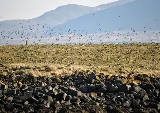 IJsland: Premium papegaaiduiker tour vanuit Reykjavik, Reykjavik, IJsland, Reykjavik Tickets. IJsland: Premium papegaaiduiker tour vanuit Reykjavik, Reykjavik, IJsland, Reykjavik Tickets.