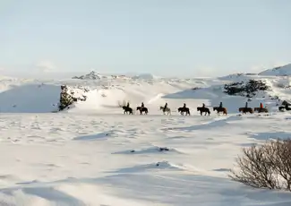 Horseback Riding with Icelandic Horses through the Lava Fields of Hafnarfjörður, Reykjavík, Iceland, Reykjavik Tickets.