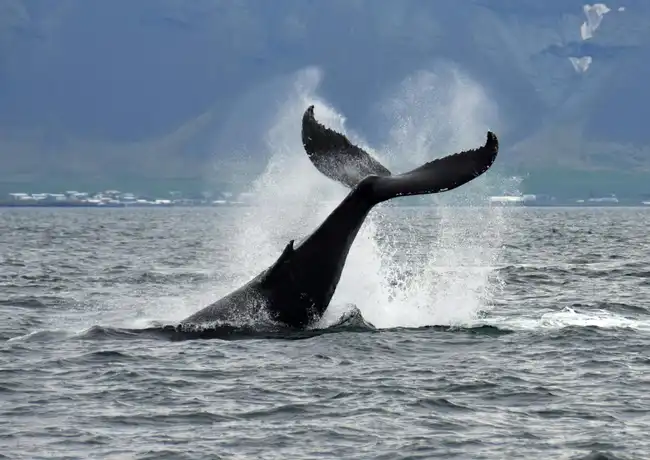 Whale Watching: Tour from Reykjavik, Reykjavík, Iceland, Reykjavik Tickets.