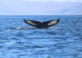Reykjavik: Guided Whale Watching Tour, Reykjavík, Iceland, Reykjavik Tickets.