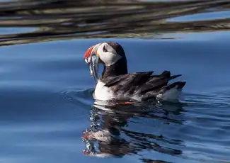 Reykjavik: Whale Watching & Puffin Tour, Reykjavík, Iceland, Reykjavik Tickets.