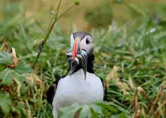 Iceland: Puffin Watching Tour from Reykjavik, Reykjavík, Iceland, Reykjavik Tickets.