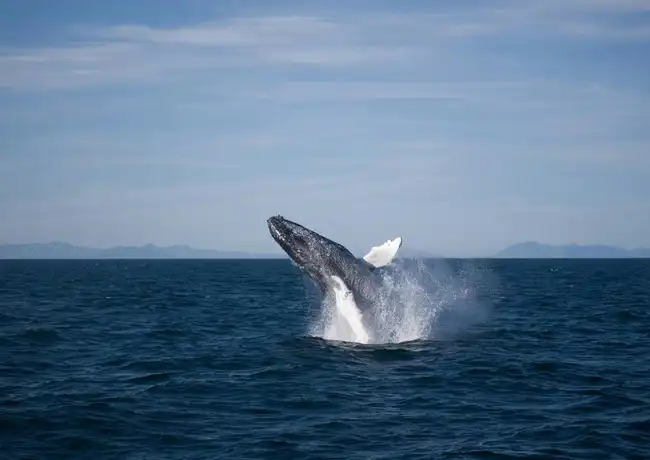 Whale Watching: Elding's Wildlife Exhibition Entry + Tour from Reykjavik, Reykjavík, Iceland, Reykjavik Tickets.