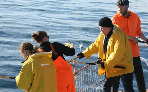 Mar de Reikiavik: Pesca con caña + Barbacoa, Reikiavik, Islandia, Reykjavik Tickets.