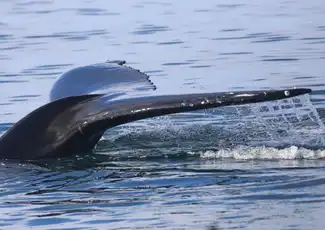 Reykjavik: Whale Watching & Northern Lights Combo Cruise, Reykjavík, Iceland, Reykjavik Tickets.