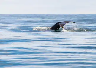 Akureyri: Whale Watching Cruise with Heated Indoor Seating, Akureyri, Iceland, Reykjavik Tickets.