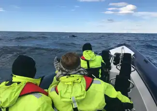 Whale Watching: Whales of Iceland Entry + RIB Boat Tour from Reykjavik, Reykjavík, Iceland, Reykjavik Tickets.