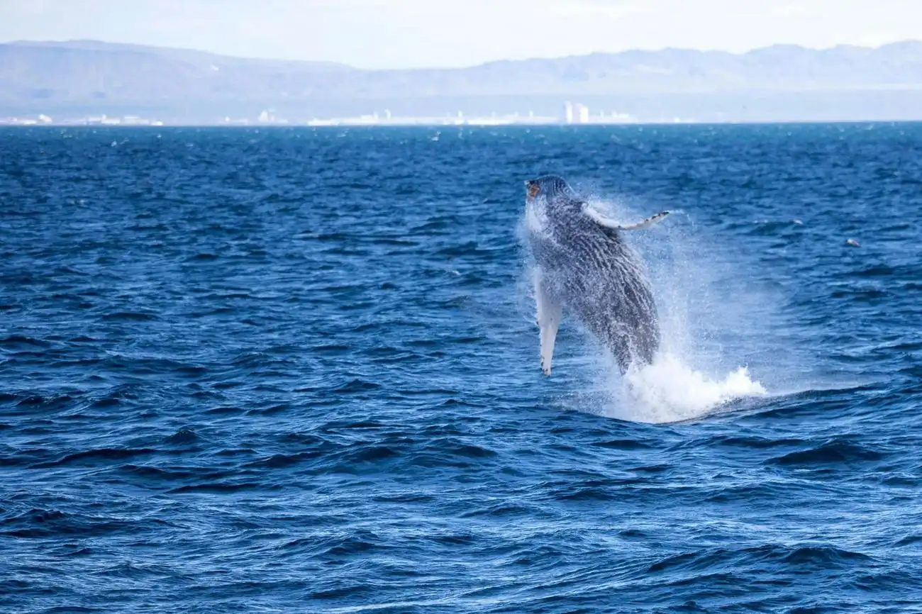 Reykjavik: Whale Watching & Puffin Tour, Reykjavík, Iceland, Reykjavik Tickets.