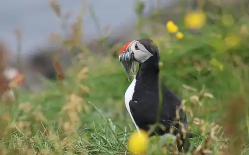 Iceland: Puffin Watching Tour from Reykjavik, Reykjavík, Iceland, Reykjavik Tickets.