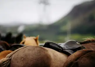 Iceland: Horseback Riding - Countryside Tour, Reykjavík, Iceland, Reykjavik Tickets.