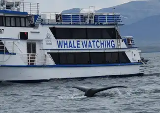 Whale Watching: Tour from Reykjavik, Reykjavík, Iceland, Reykjavik Tickets.